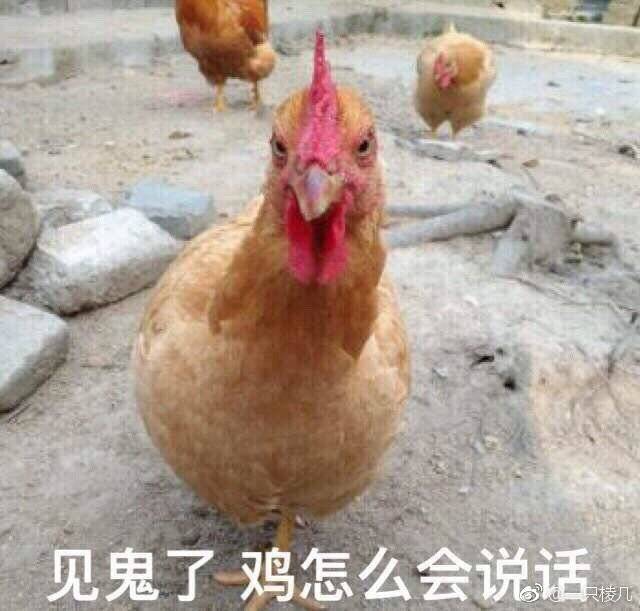 周五榕树下·猫猫表情包第二期