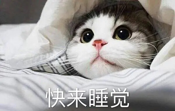 周五榕树下·猫猫表情包第二期