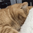 周五榕树下·猫猫表情包第二期
