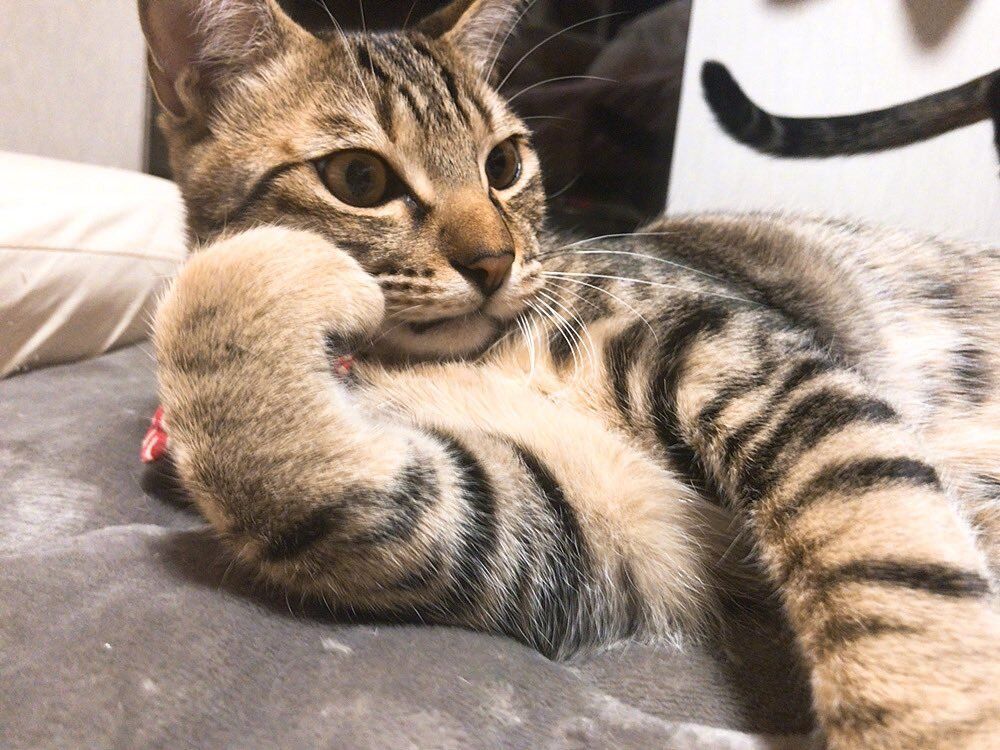 周五榕树下·猫猫表情包第二期