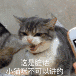 周五榕树下·猫猫表情包第二期