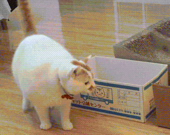 周五榕树下·猫猫表情包第二期
