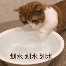 周五榕树下·猫猫表情包第二期