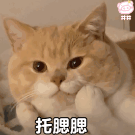 周五榕树下·猫猫表情包第二期