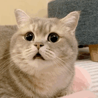 周五榕树下·猫猫表情包第二期