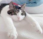 周五榕树下·猫猫表情包第二期