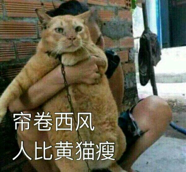 周五榕树下·猫猫表情包第二期