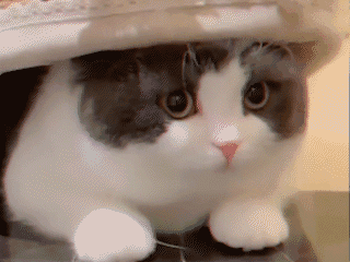 周五榕树下·猫猫表情包第二期