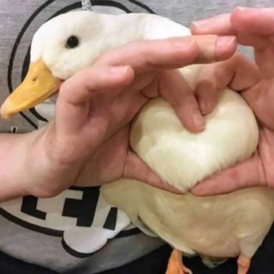 可爱的小动物头像