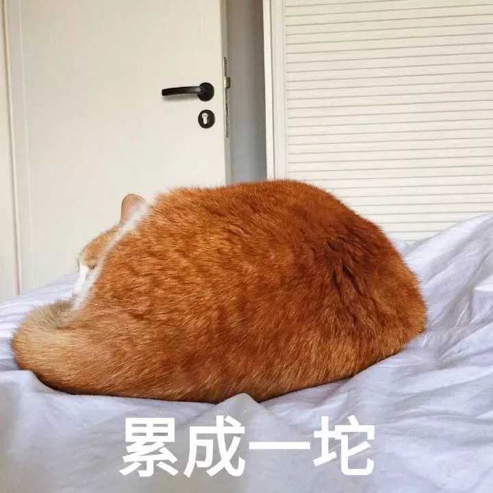 萌宠表情包|头像合集第二期 14张