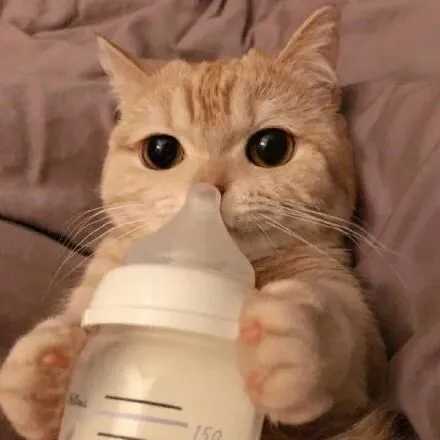 可爱猫咪头像 13张