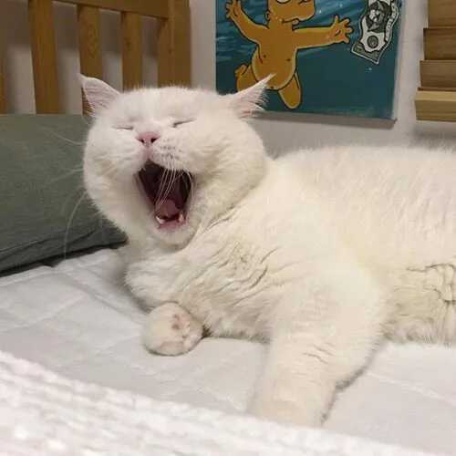 可爱猫咪头像 13张