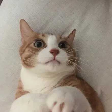 可爱猫咪头像 13张