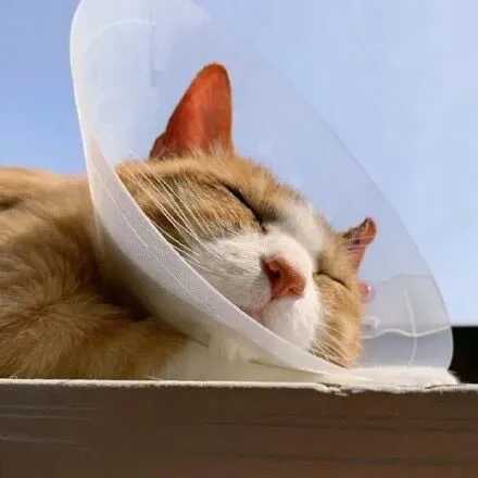 可爱猫咪头像 13张